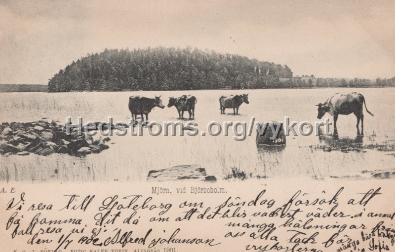 Mjorn, vid Bjorboholm. Postganget 1 juli 1902. K. G. J. Forlag, Foto Kaleb Torin, Alingsas 1901.jpg - Mjörn, vid Björboholm.Postgånget 1 juli 1902.K. G. J. Förlag, Foto: Kaleb Torin, Alingsås 1901.