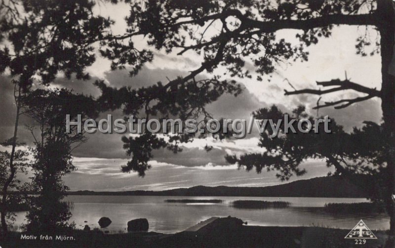 Motiv fran Mjorn. Postganget 21 xx 1945. Forlag Alrik Hedlund, Goteborg. Traff 229.jpg - Motiv från Mjörn.Postgånget 21 xx 1945.Förlag: Alrik Hedlund, Göteborg.Träff 229.