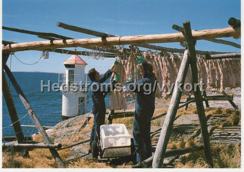 Bohuslan Torkning av langa. Odaterat. Carlaforlaget AB. 4049..jpg - Bohuslän Torkning av långa.Odaterat.Carlaförlaget AB. 4049.