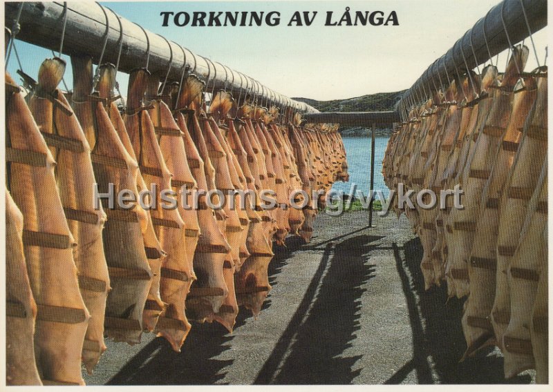 Torkning av langa. Boshuslan Torkning av langa till lutfisk. Odaterat. Carlaforlaget AB. 3874..jpg - Torkning av långa. Bohuslän Torkning av långa till lutfisk.Odaterat.Carlaförlaget AB. 3874.