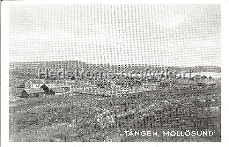 Tangen, Mollosund. Odaterat. Forlag W. Olsson, Mollosund.jpg - Tången, Mollösund.Odaterat.Förlag: W. Olsson, Mollösund.