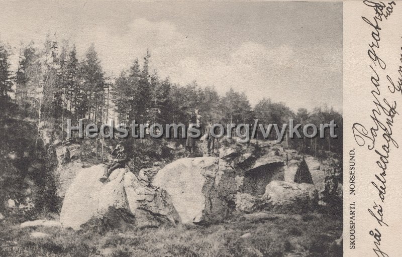 Skogsparti. Norsesund. Postganget 71 juli 1905.jpg - Skogsparti. Norsesund.Postgånget 71 juli 1905.