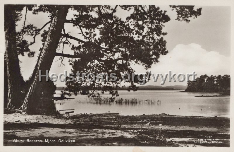 Vastra Bodarna. Mjorn, Gallviken. Postganget 19 maj 1952. Forlag Claes Nygren, V a Bodarna.jpg - Västra Bodarna. Mjörn, Gallviken.Postgånget 19 maj 1952.Förlag: Claes Nygren, V a Bodarna.Foro & Ensamrätt: H. Lindenhag, Göteborg