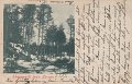 Skogsparti från Lerum. Postgånget 3 juli 1902